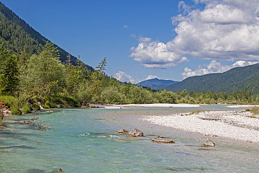 soi câu bạch kim