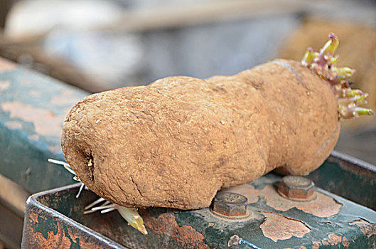 xổ số đồng