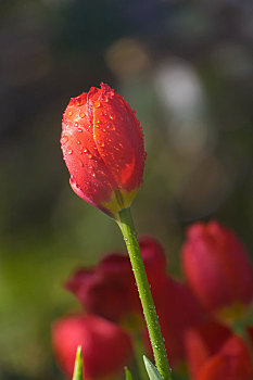 soi cầu xổ số đồng tháp
